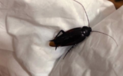 ׽�������4ƪ����Ʒ��