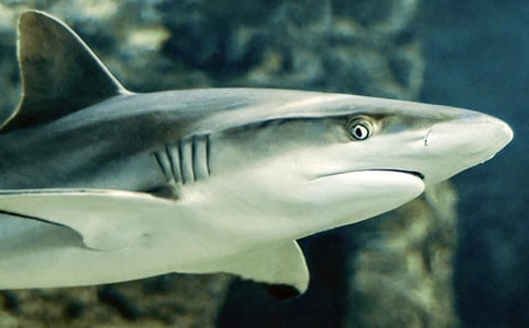 ��������������Ҫ�ȓ������~���M