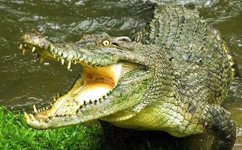 鱷魚(yú)“多莉”逃生記精選作文