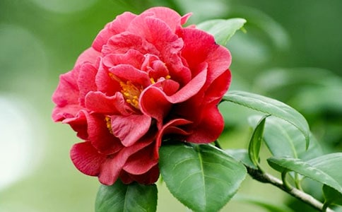 山茶花作文15篇【推薦】