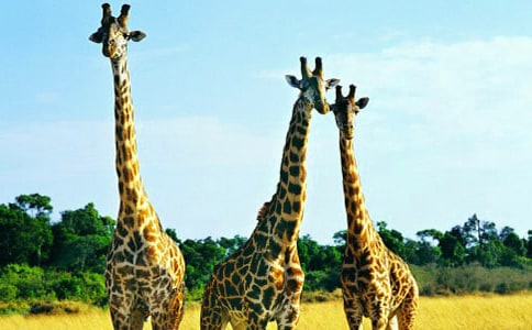 ������L�i¹��������^�ӿ��D��Ԓ���᡿