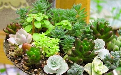 觀察多肉日記15篇