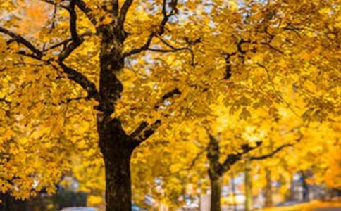 �L��Ψ������