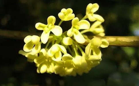 桂花小學作文(精選20篇)