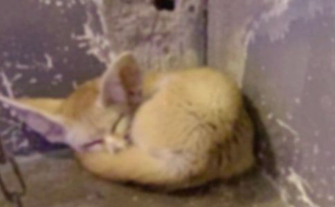 ���f�c��؂����15ƪ���ϼ���