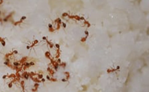 關于螞蟻的日記作文集合六篇