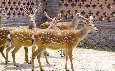 雪中梅花鹿的詩句