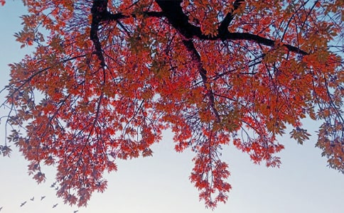 (優(yōu)秀)秋日私語作文15篇