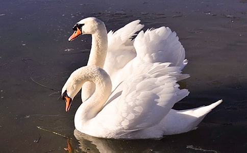 不平凡的天鵝作文