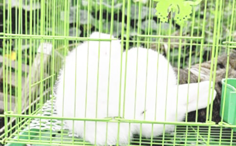 С���ӽ�ҕ�˿��D��Ԓ