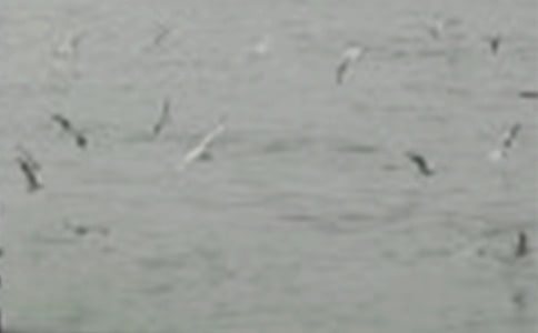 讀《一只小鳥》有感