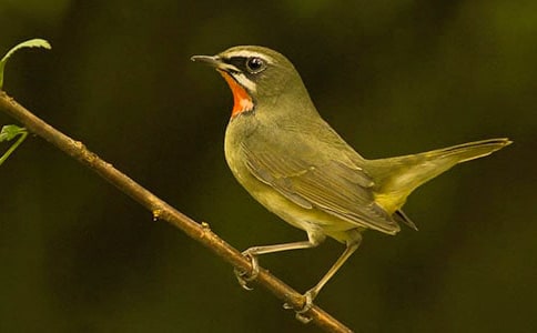 С�ܾ�С�B���D��Ԓ