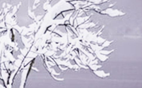 2026年小雪問(wèn)候語(yǔ)錦集39句