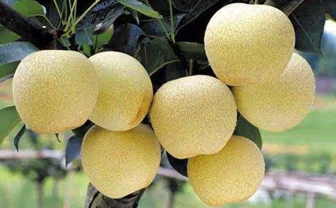 描寫雪梨味道的詩句