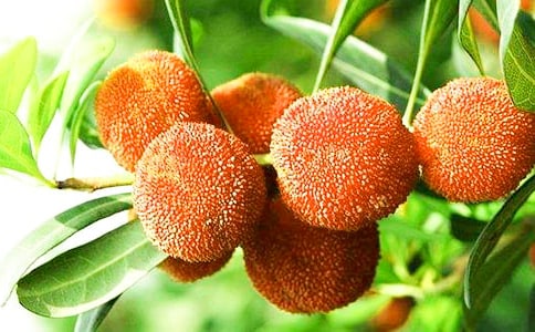 初夏的楊梅優(yōu)秀作文350字