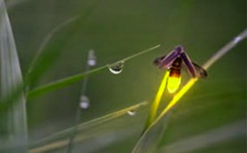 《螢火蟲之墓》觀后感合集11篇