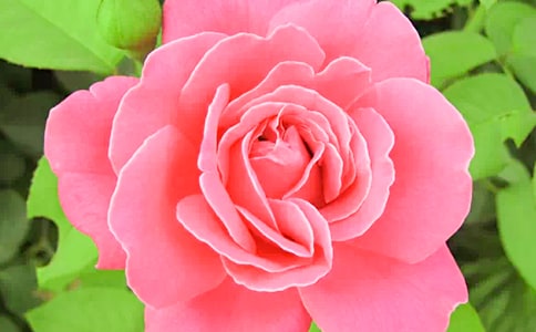 月季花作文觀察日記優(yōu)秀(3篇)