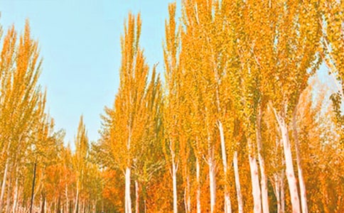 向白楊學(xué)習(xí)作文