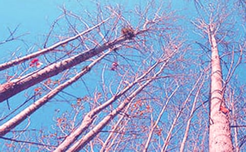 �ח������300�֡���Ʒ4ƪ��