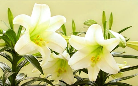 植物百合花的觀察日記