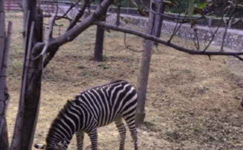 有關(guān)文明禮讓斑馬線(xiàn)作文600字