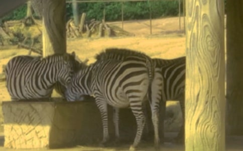 文明禮讓斑馬線倡議書(精選15篇)