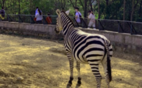 �����Y׌���R�����h��(sh��)(12ƪ)