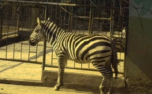 ���]�������Y׌���R�����h��