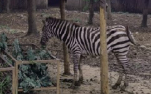 �����Y׌���R�����h��(sh��)(15ƪ)