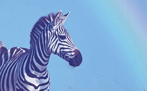 關(guān)于斑馬線禮讓行人作文