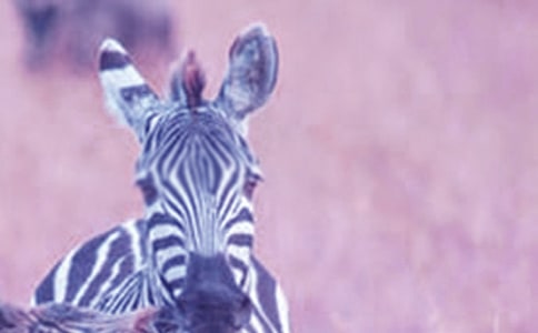 �]�а��R�����R·��లȫ�̰�