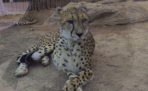 冒險(xiǎn)小虎隊(duì)之逃出豹子林童話作文