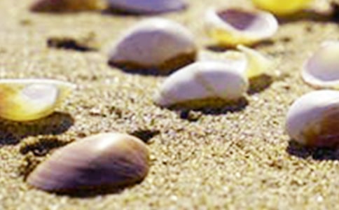 貝殼的閱讀答案