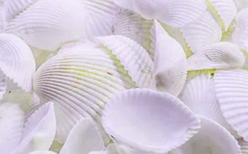 撿貝殼初中作文