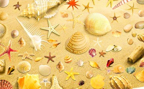 貝殼優(yōu)秀作文