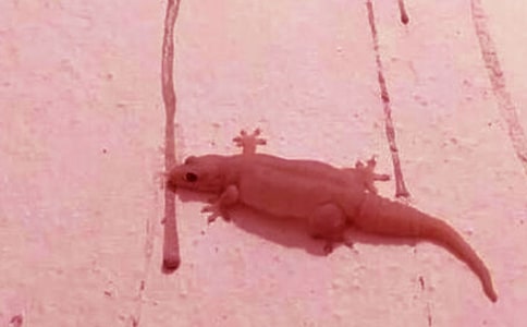 �ڻ��ĸ�������