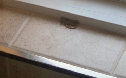 小壁虎貝貝和小浣童話作文