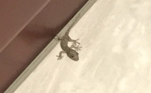 �ڻ�����500��[��(y��u)]