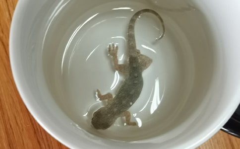 (經(jīng)典)壁虎作文500字