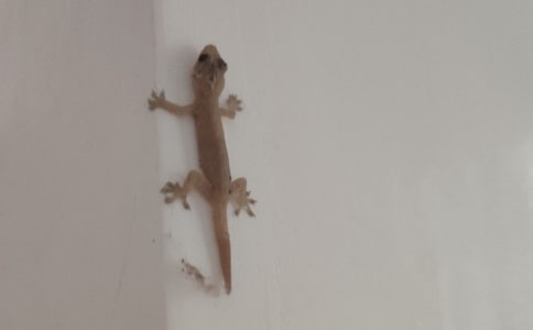 小壁虎作文四年級(jí)