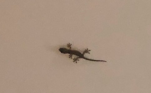 精選壁虎的秘密作文300字四篇