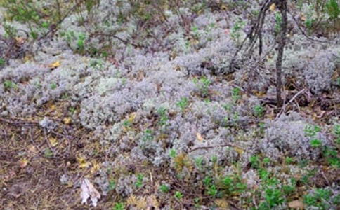 奎屯河流域一次冰雹天氣的特征分析