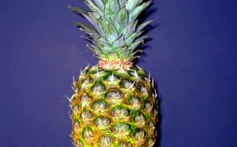 菠蘿優(yōu)秀作文