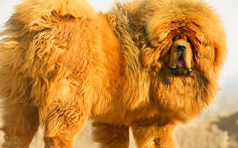 �B(y��ng)���ᄓ(chu��ng)�I(y��)�¸��Ļ����W��