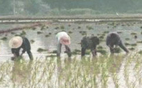 插秧優(yōu)秀作文