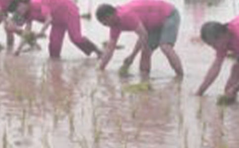 ���������Ľ̌W��˼����