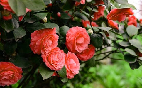 今年茶花紅勝火作文