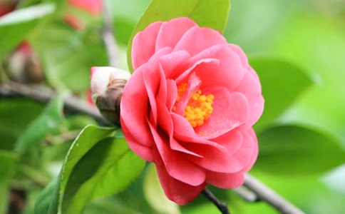 茶花作文300字(大全6篇)