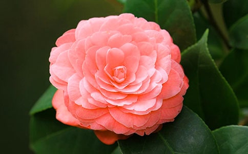 �P��������ɽ�軨��(y��u)������