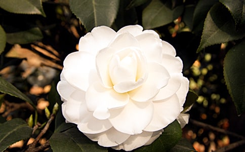 �茑ɽ�軨�Ġ�������